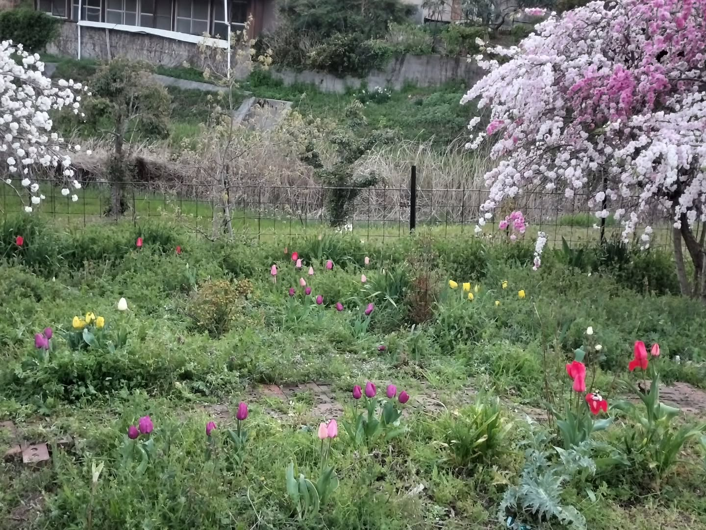 花も草も逞しい😅