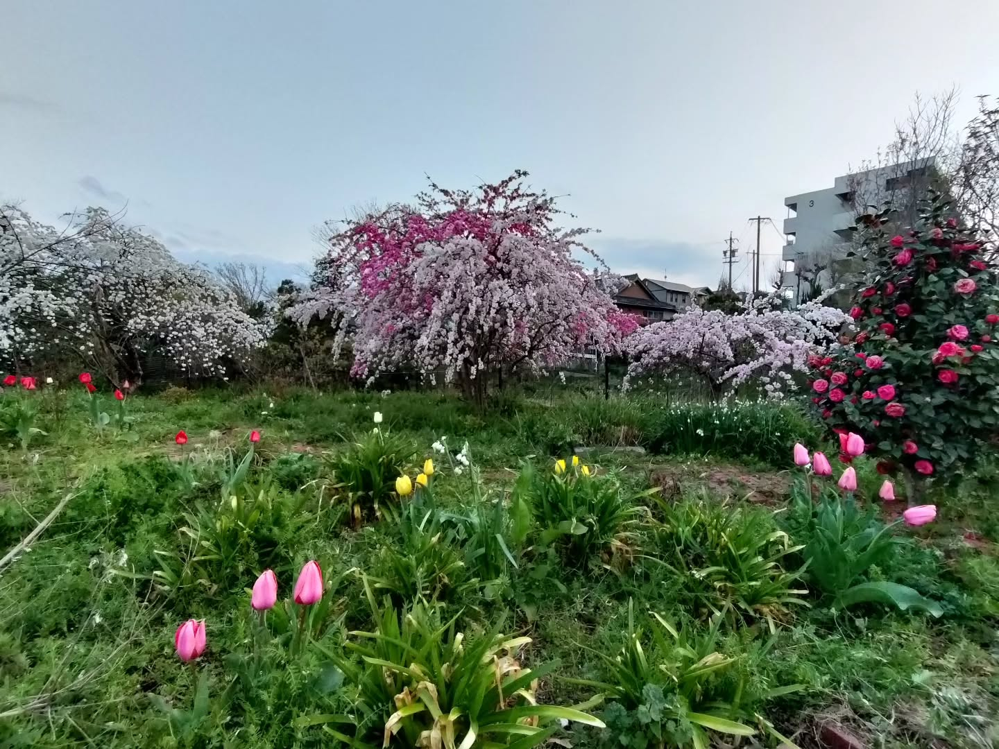 花も草も逞しい😅