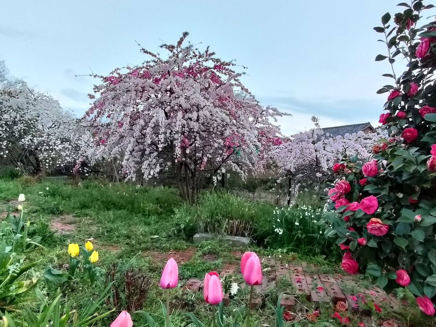 花も草も逞しい😅