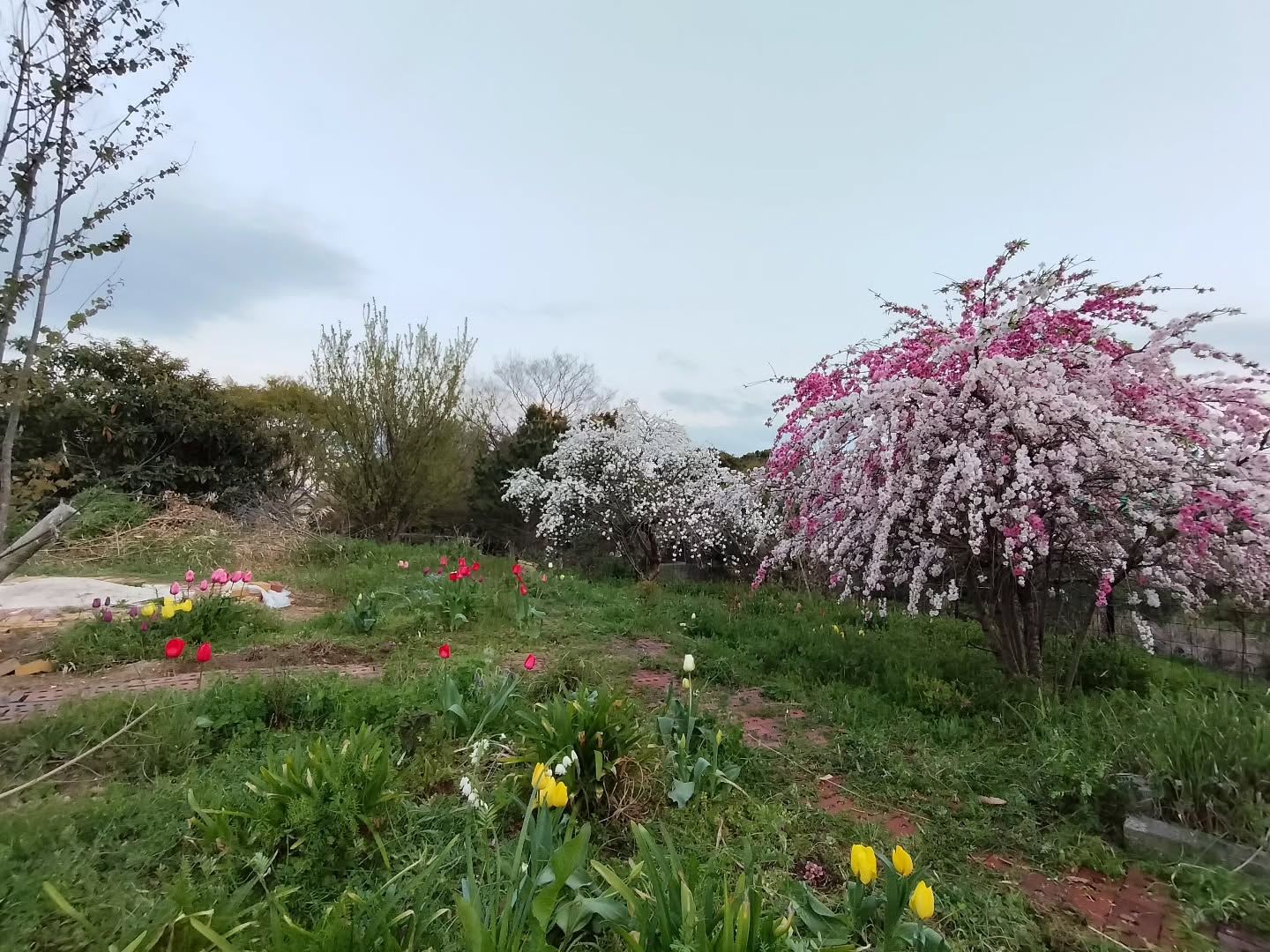 花も草も逞しい😅