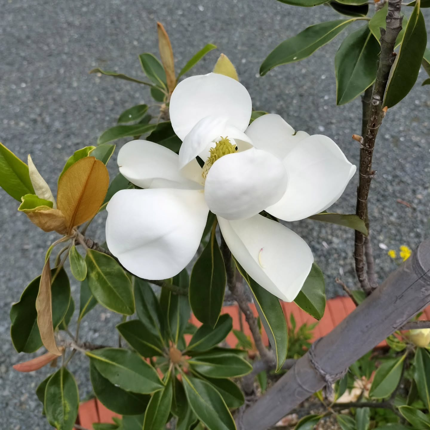 昨日は雨でしたが、今日は良く晴れましたね☺